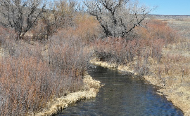 small creek with grass and trees along the banks