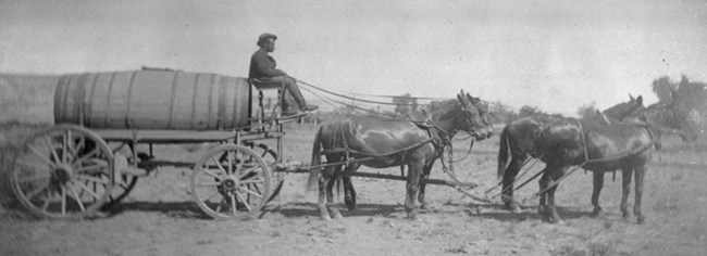 4 mules pulling wagon carrying large, horizontal barrel