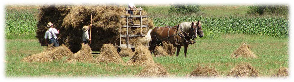 workers laboring in farm field