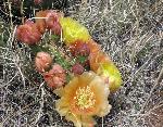 Cactusflowers