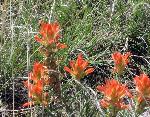 IndianPaintbrush