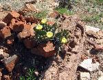 brickcactus