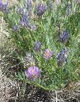 purpleflowers3