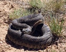 Coiled rattlesnake