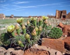 Cactus growing in adobe remnants of the fort