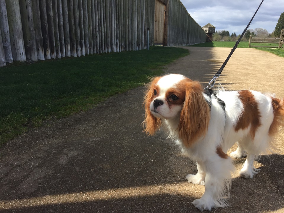 Brown and white Cavalier King Charles Spaniel stands in front of Fort Vancouver.