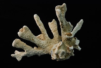 Hawaiian Coral