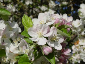 Image of apple blossoms in springtime Image of apple blossoms in springtime