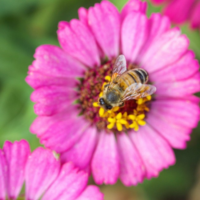 A honeybee sits on a pink flower.