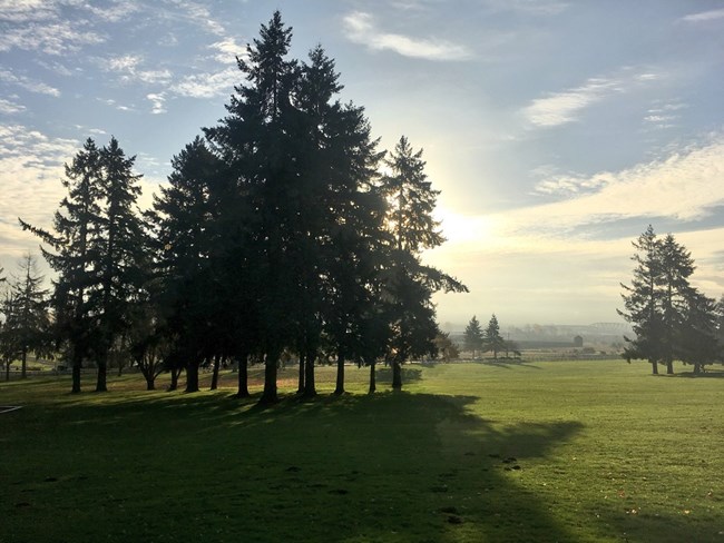 Trees on the Great Meadow at Fort Vancouver.