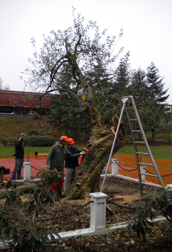 Workers removing storm damaged limbs from the Old Apple Tree Workers removing storm damaged limbs from the Old Apple Tree