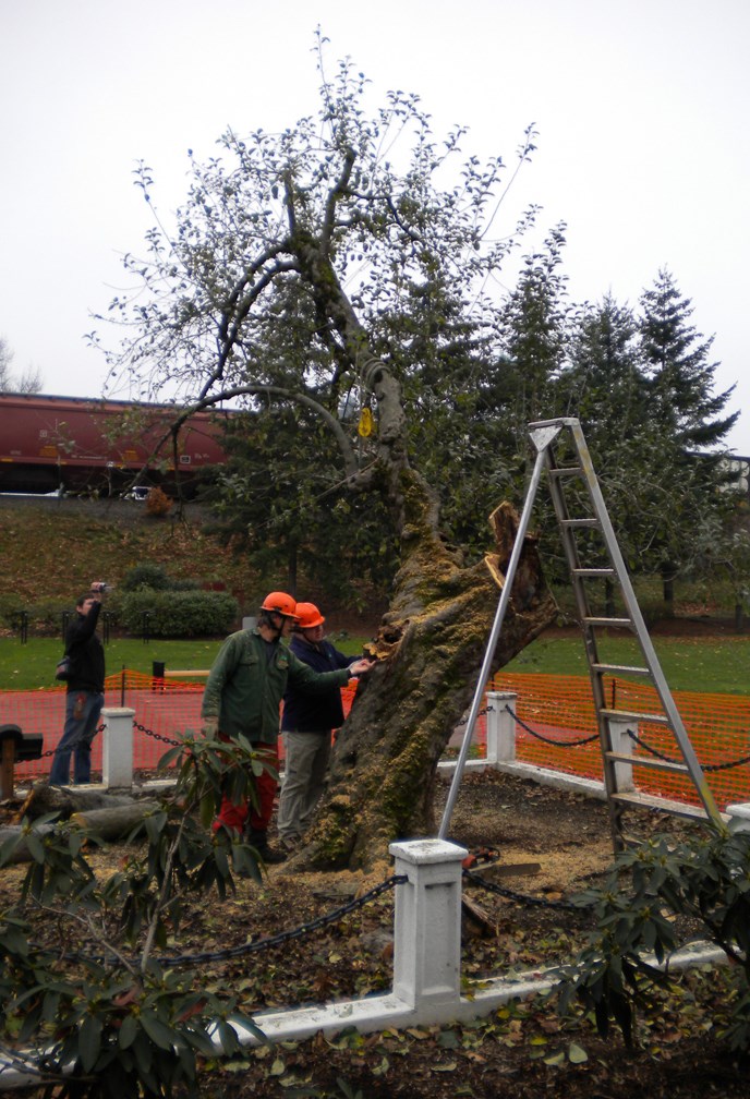 Workers removing storm damaged limbs from the Old Apple Tree