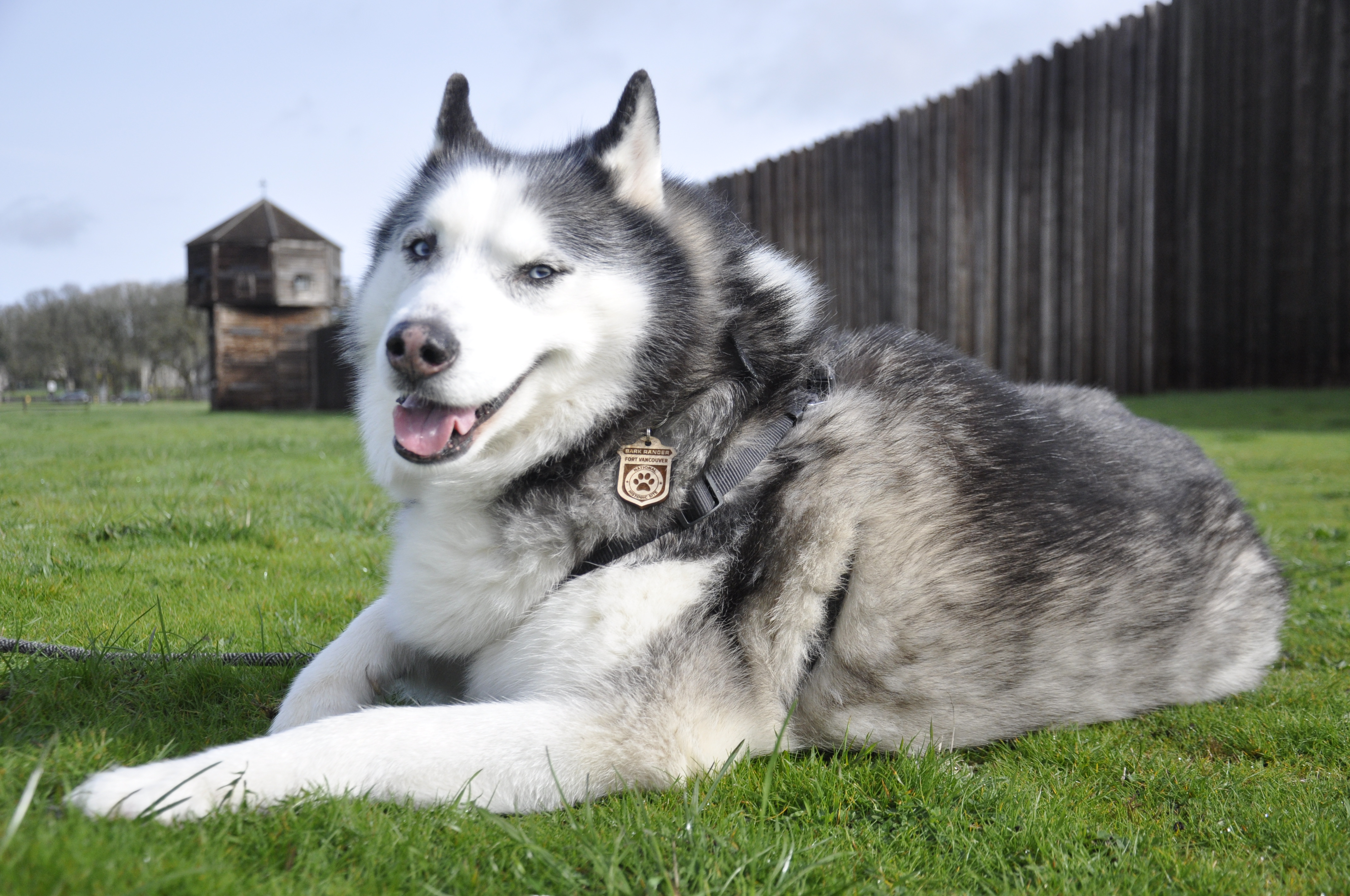 A gray and white husky lays on the grass in front of Fort Vancouver. It is wearing a wooden BARK Ranger tag.