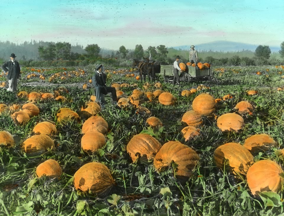 Historic view of pumpkin patch. Men sit on pumpkins and stand next to horse drawn cart filled with pumpkins.