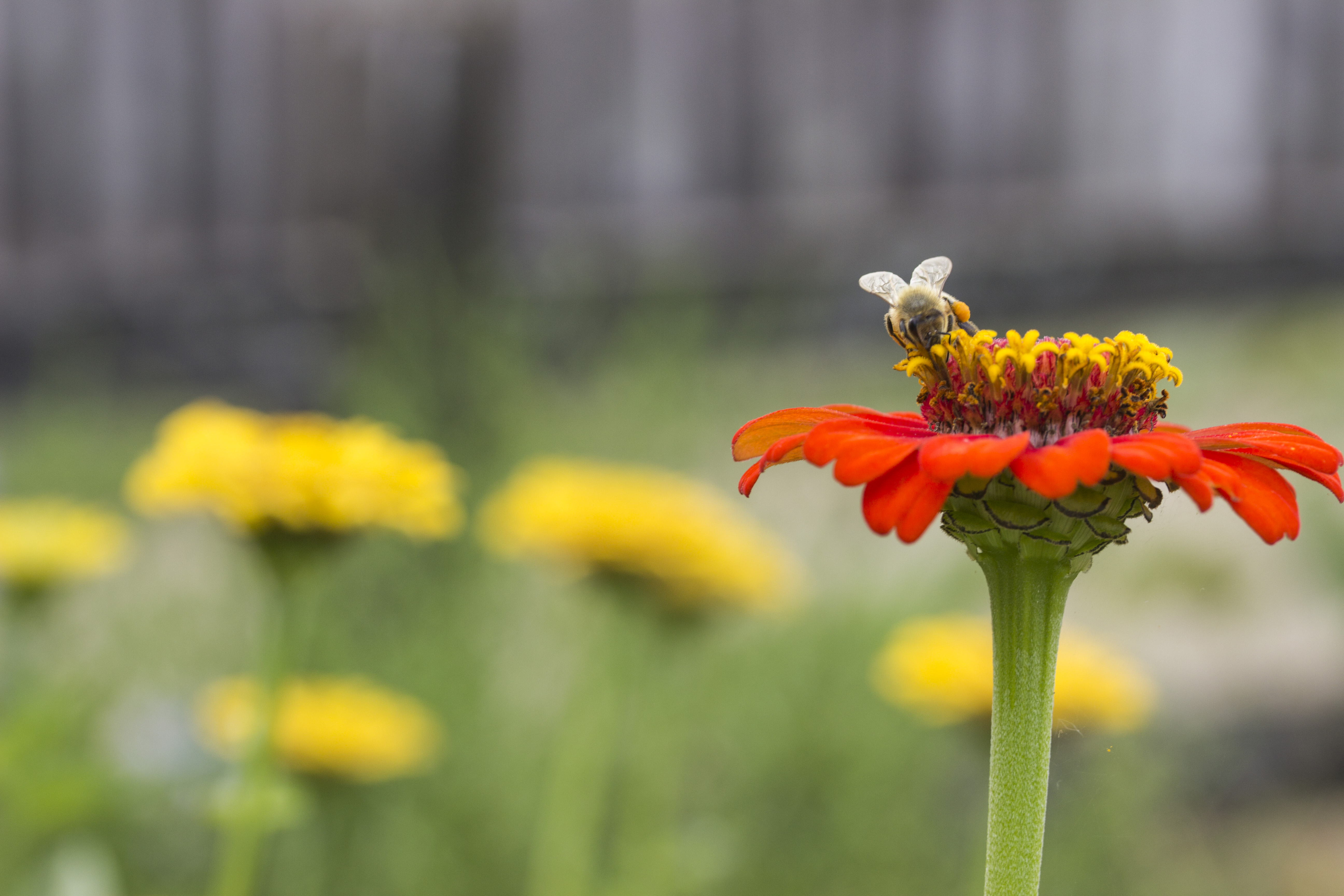 Bee lands on orange flower in the Fort Vancouver Garden.