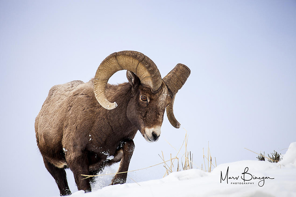 marv binegar ram Photo of ram in snow.