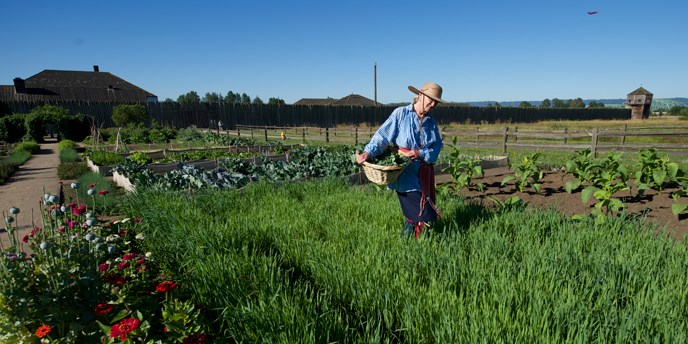 A woman working in the reconstructed Fort Vancouver garden at Fort Vancouver National Historic Site.