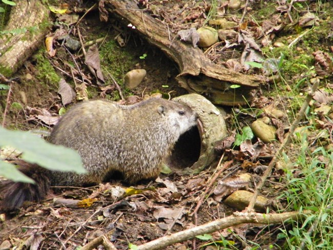 groundhog
