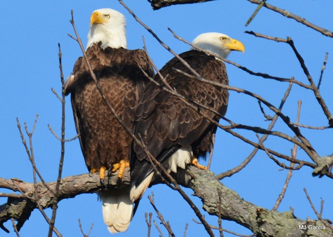 a pair of bald eagles perched in a tree