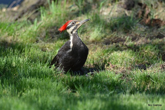 A red, black, and white pileated woodpecker standing in grass