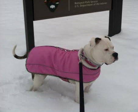 Dog on a leash wearing a vest in the snow.