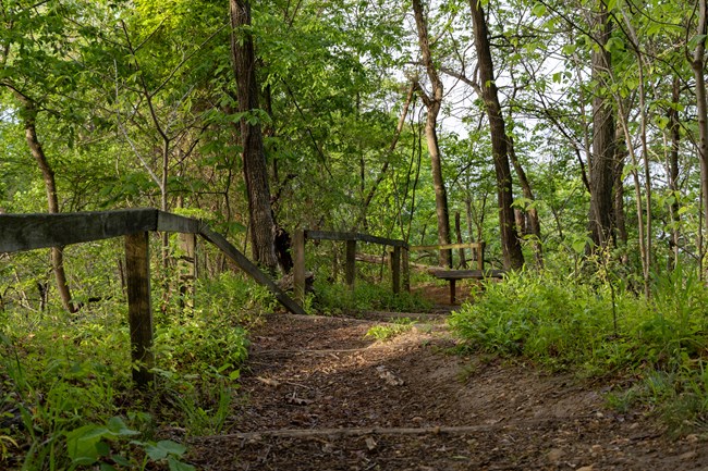 A path through trees with a railing and wooden steps descending gradually.