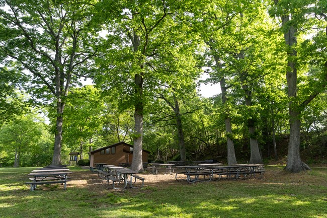 Multiple picnic tables in a grassy space under trees with a single-story building in the background.