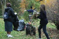 Volunteers remove vines from a lawn