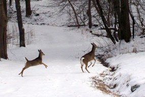 Two deer crossing a snow covered road