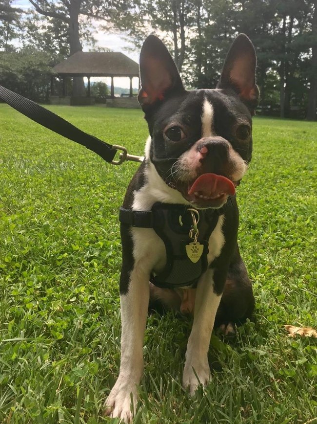 A small terrier with a Bark Ranger tag