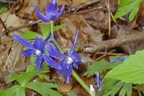 Larkspur flowers