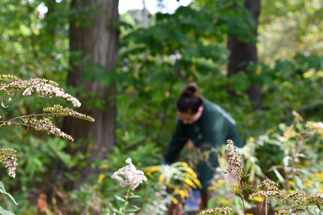 Person removing invasives from Green Hill
