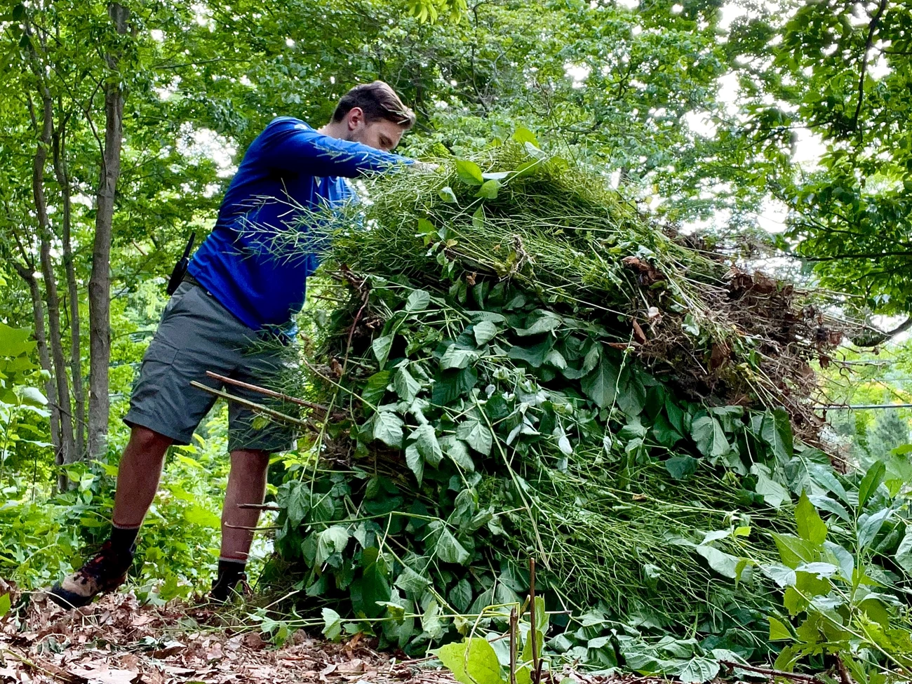 volunteer Man in blue shirt stacks foliage