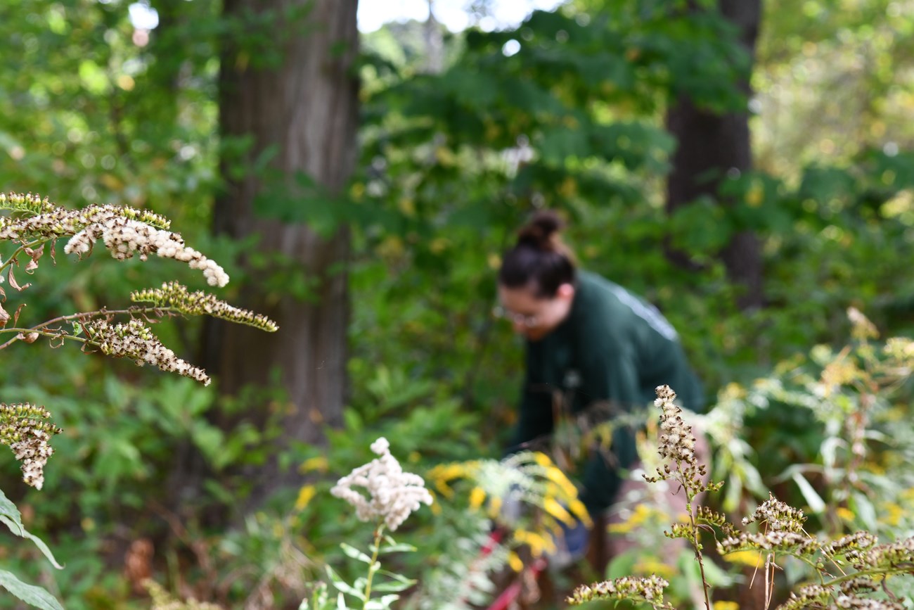 volunteer removing invasive species