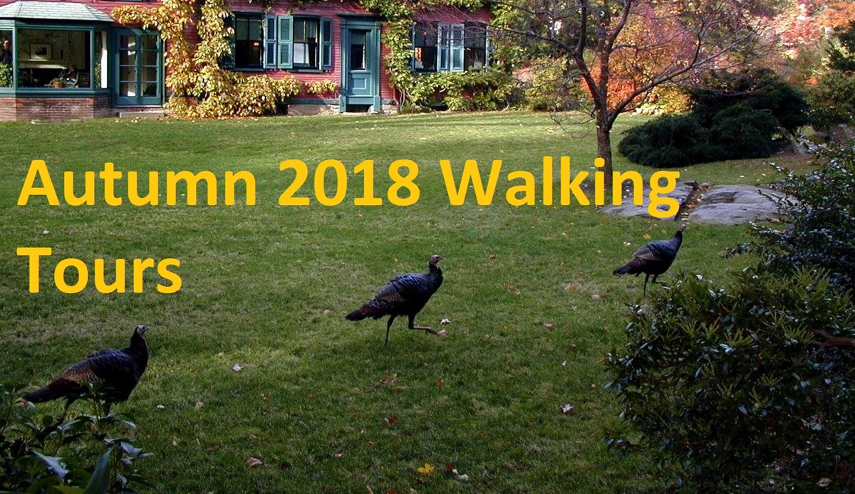 3 turkeys on South Lawn Turkeys on South Lawn
