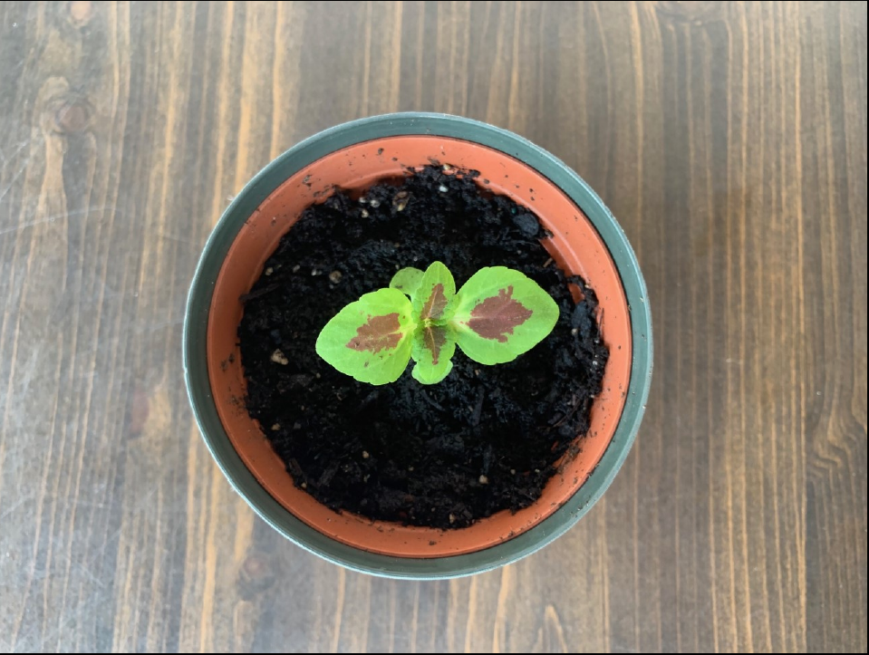 small potted plant view from above