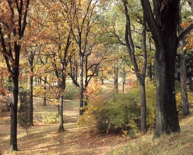 Many trees changing colors.