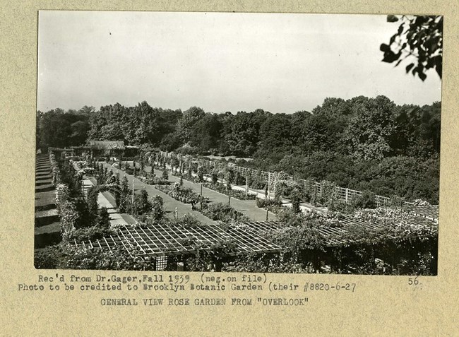 Black and white photograph of large rectangular garden with different lines of plantings.