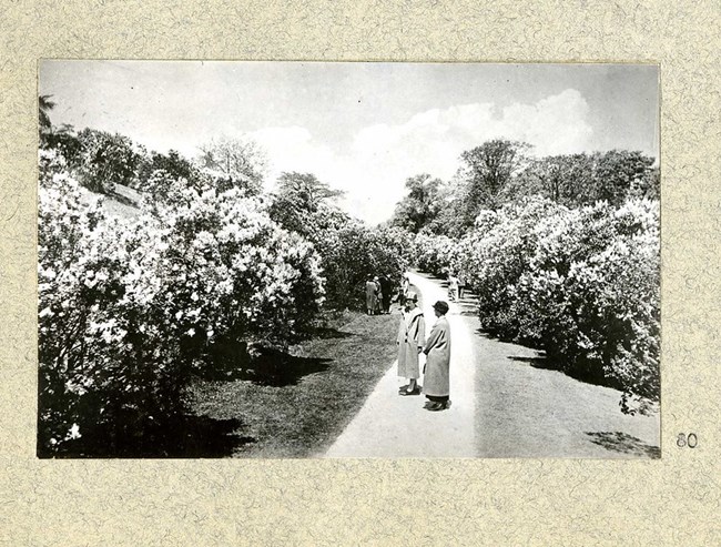 Black and white photograph of people walking along a dirt path that is lined on both sides by large bushes with white flowers.