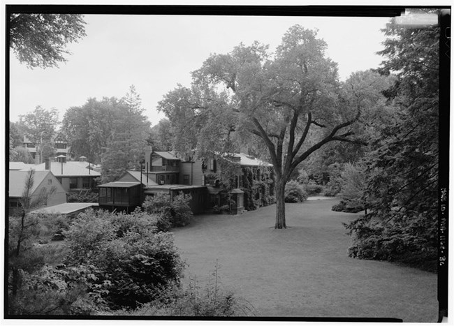 Black and white of large tree in middly of grassy lawn next to house