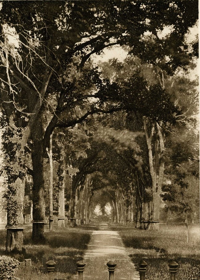 Pathway through trees with leaves covering sky, making a bridge.