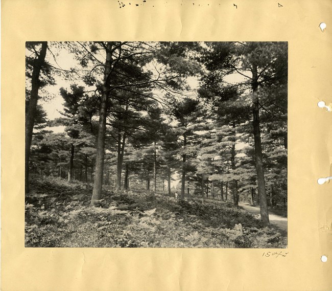 Black and white of large strand of trees on a sloped hill.