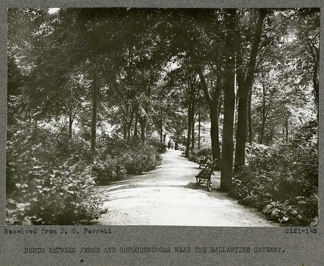 Black and white photograph of dirt path cutting through a stand of tall, thick, green trees. There is a bench on the path, and further down some people