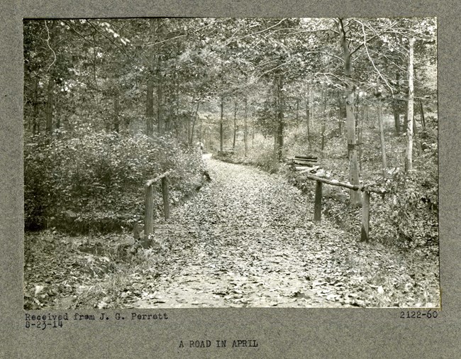 Black and white of path with fence made from fallen trees along a path filled with leaves and dense plantings of trees all around