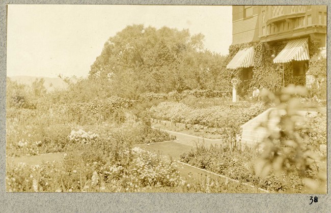 Black and white photograph of large garden behind a home with vines creeping up the side of the home. The garden is split into rectangles, and in the distance is a wooded hill