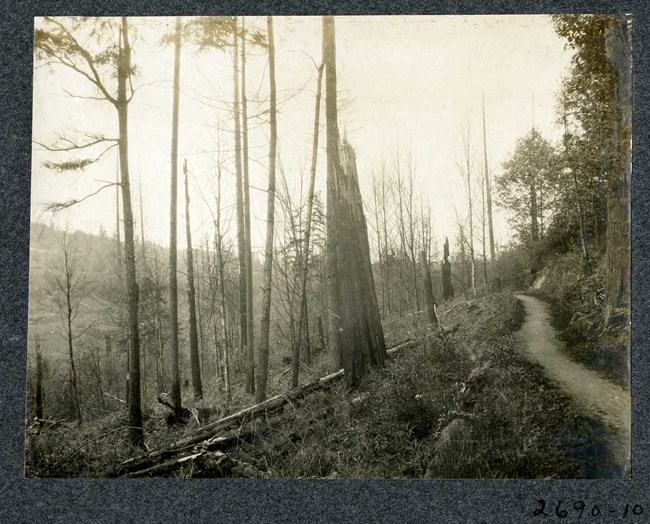 black and white of dirt path along sloping hill with many trees around, though many without leaves.