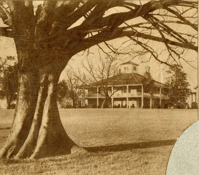 Large tree on grassy area with large home in the background