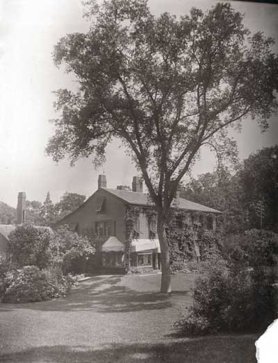 Historic photograph of the Olmsted Elm in Fairsted's South Lawn