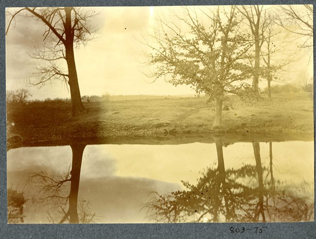 Black and white of two trees on open grass field reflecting on water below it.