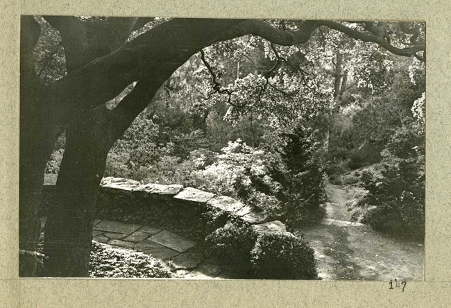 Black and white photograph of terrace made out of large stones, looking down a stairway also made of rocks and dirt. There is lush plantings on both sides of the path and beyond